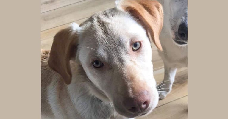 Milo, a Labrador Retriever and German Shepherd Dog mix tested with EmbarkVet.com