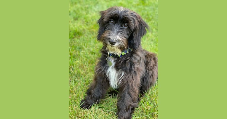 Peppermint, a Sheepadoodle tested with EmbarkVet.com