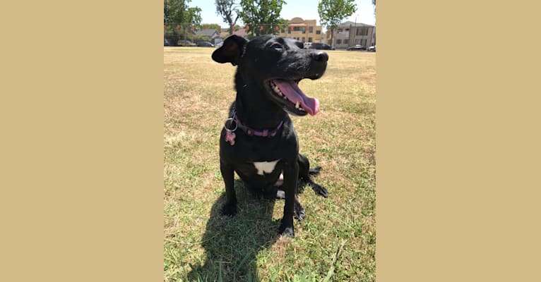 Photo of Pickles, an American Pit Bull Terrier, Golden Retriever, and Mixed mix in San Antonio, Texas, USA