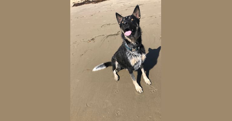 Merle, an Anatolian Shepherd Dog and German Shepherd Dog mix tested with EmbarkVet.com