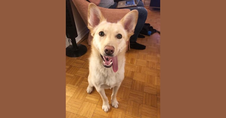 Photo of Milo, a Siberian Husky, Pug, Alaskan Malamute, and German Shepherd Dog mix in Toronto, Ontario, Canada