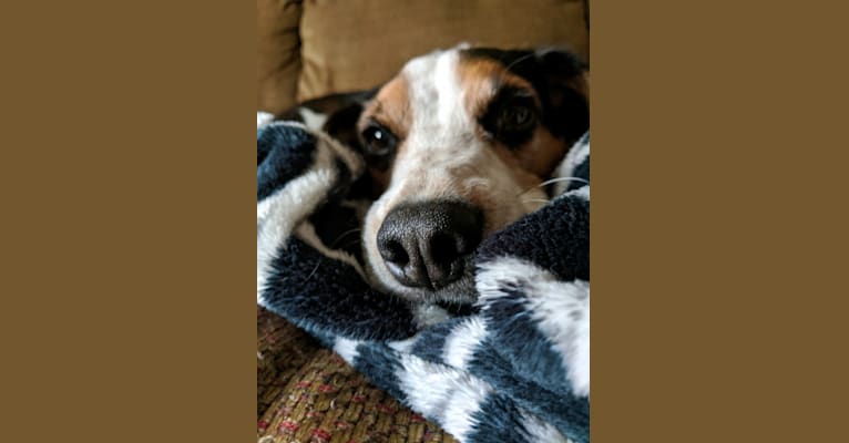 Otis, a Beagle tested with EmbarkVet.com