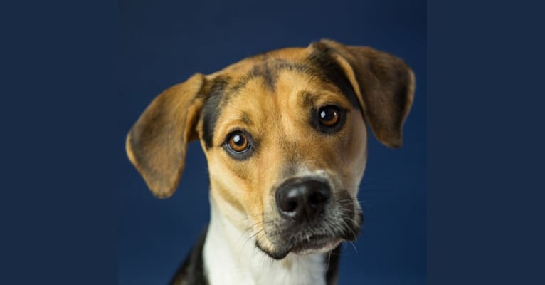 Photo of Henry, a Rottweiler, Border Collie, American Pit Bull Terrier, Dalmatian, German Shepherd Dog, and Mixed mix in Massachusetts, USA