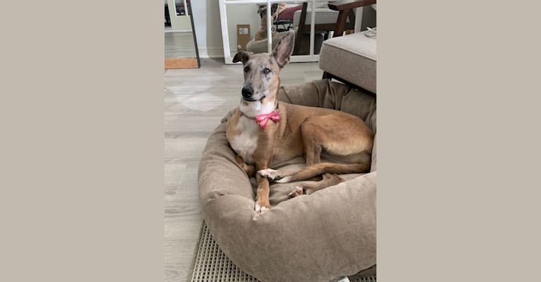 Bonnie, a Belgian Malinois and Great Dane mix tested with EmbarkVet.com