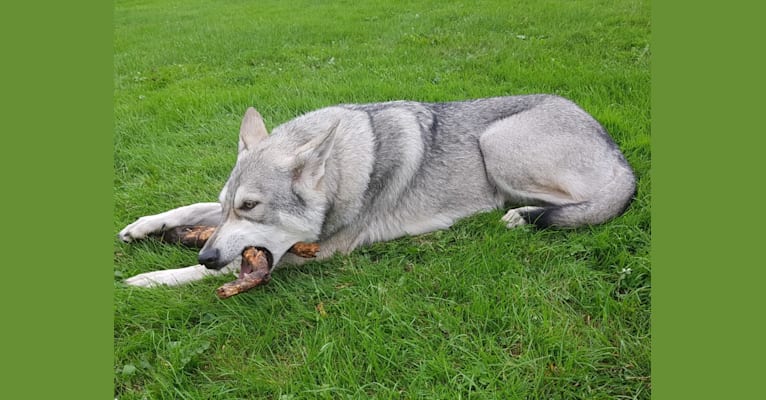 Ishtar (Estrella v.d. Scheldeschorre), a Saarloos Wolfdog tested with EmbarkVet.com