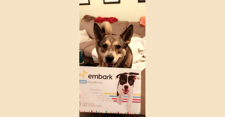 Kenobi, a Siberian Husky and German Shepherd Dog mix tested with EmbarkVet.com