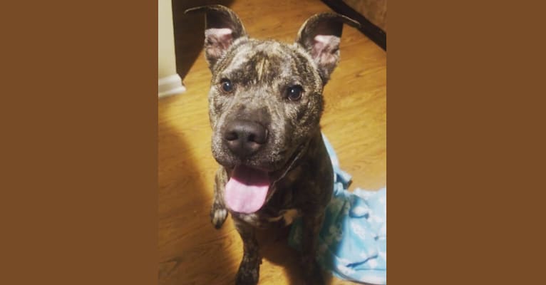 Paxton, an American Pit Bull Terrier and Boxer mix tested with EmbarkVet.com