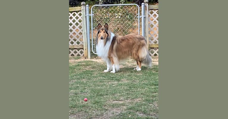 Photo of Pete, a Collie  in Reidsville, NC, USA