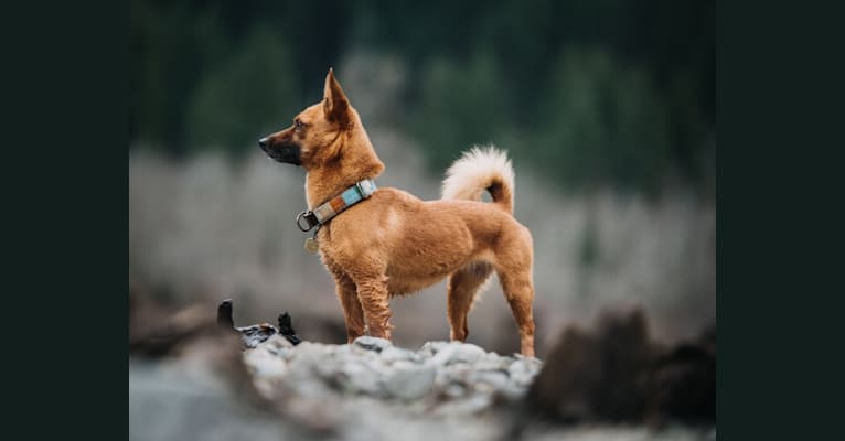 Ellie, a Pomeranian and German Shepherd Dog mix tested with EmbarkVet.com
