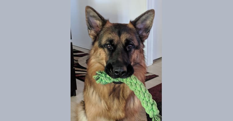 Jake, a German Shepherd Dog tested with EmbarkVet.com