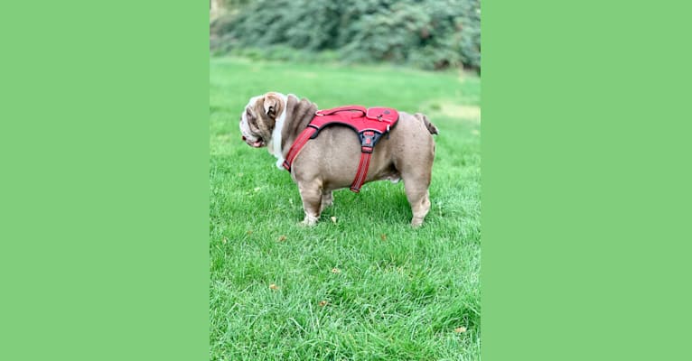 Indominus Rex "Lilac", a Bulldog tested with EmbarkVet.com