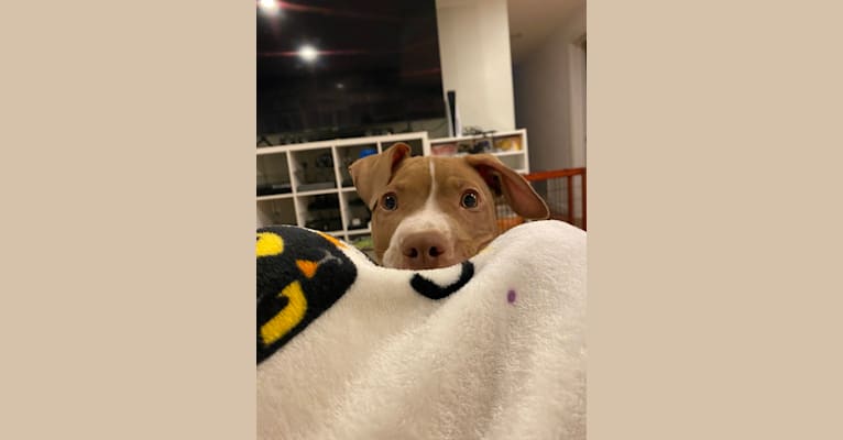Photo of Stitch, an American Pit Bull Terrier  in Ohio, USA