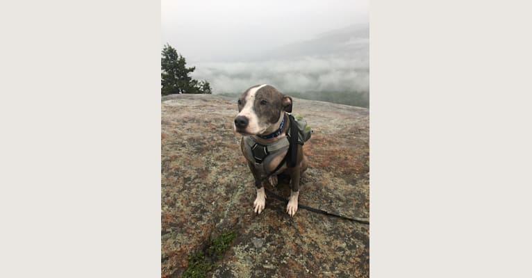 Rocko, an American Pit Bull Terrier tested with EmbarkVet.com