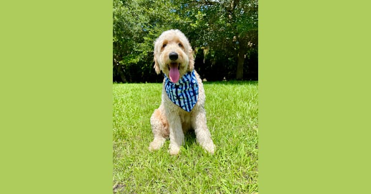 Bubbles, a Goldendoodle tested with EmbarkVet.com