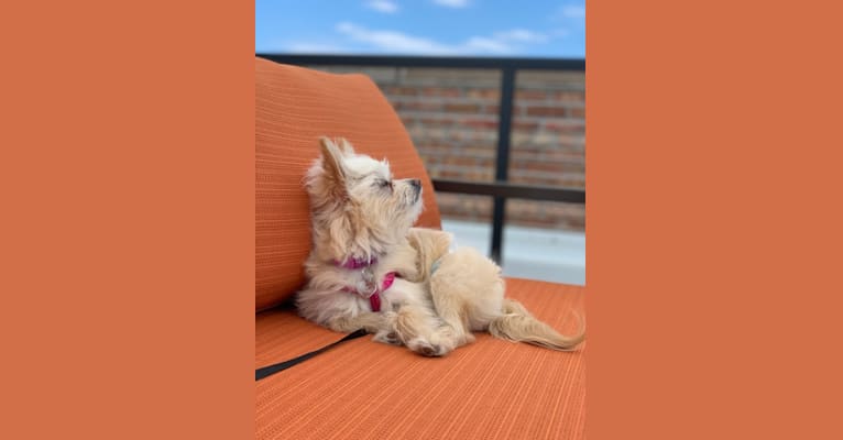 Lily, a Pomeranian and Bichon Frise mix tested with EmbarkVet.com