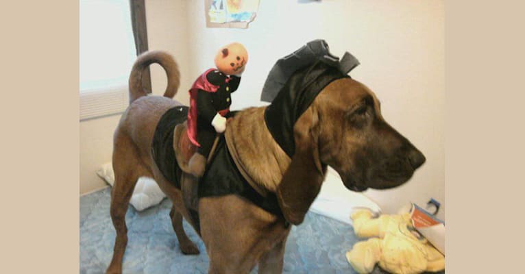 Gilbert Grape, a Bloodhound tested with EmbarkVet.com