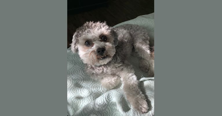 Photo of Bear, a Poodle (Small), Shih Tzu, and Pomeranian mix in Noblesville, IN, USA