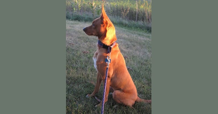 Aidan, a Chihuahua and German Shepherd Dog mix tested with EmbarkVet.com