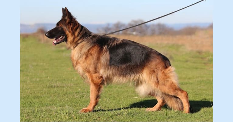 Kimber, a German Shepherd Dog tested with EmbarkVet.com