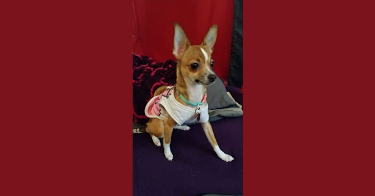Photo of Beanie, a Chihuahua, Poodle (Small), and Mixed mix in Modesto, California, USA
