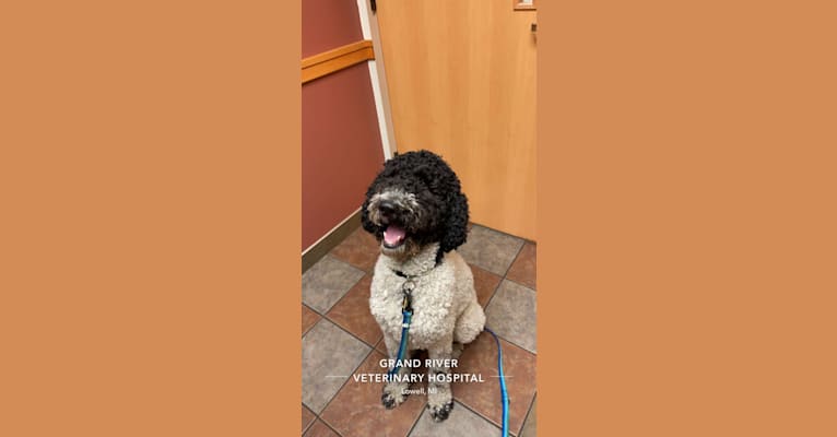 Photo of Wally, a Poodle (Standard)  in Saranac, Michigan, USA