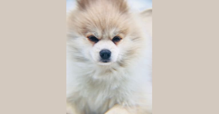 Photo of Techno, a Pomeranian 