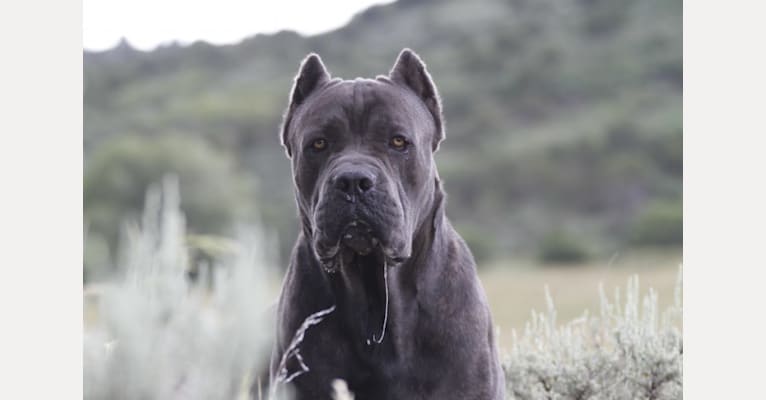 Embark Dog Dna Test Breed