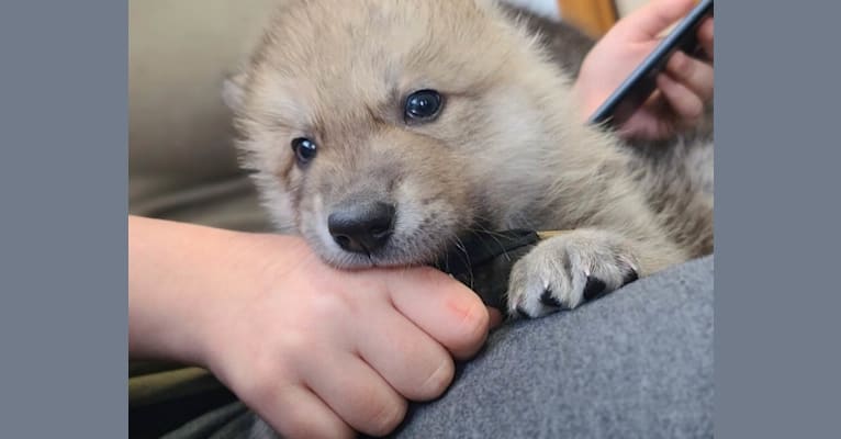 Valefor a dog tested with EmbarkVet.com