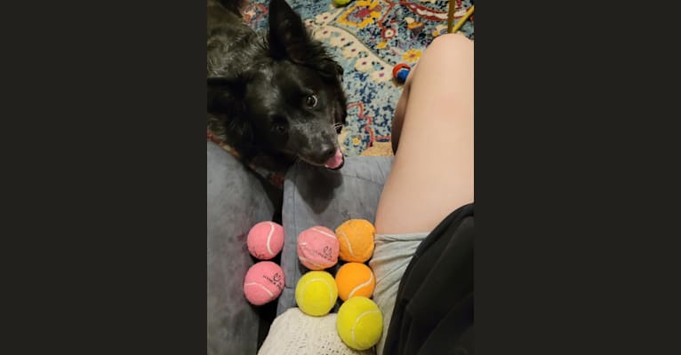 Odin 'stinky butt' Mussatti, an Australian Cattle Dog tested with EmbarkVet.com