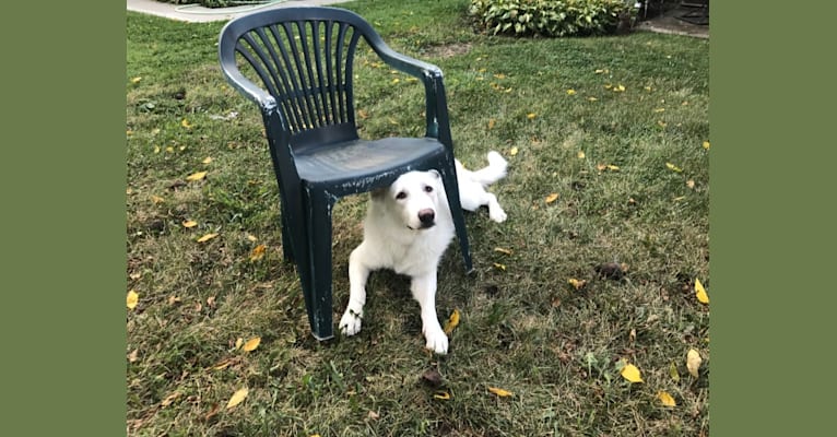 Lawine, a German Shepherd Dog tested with EmbarkVet.com