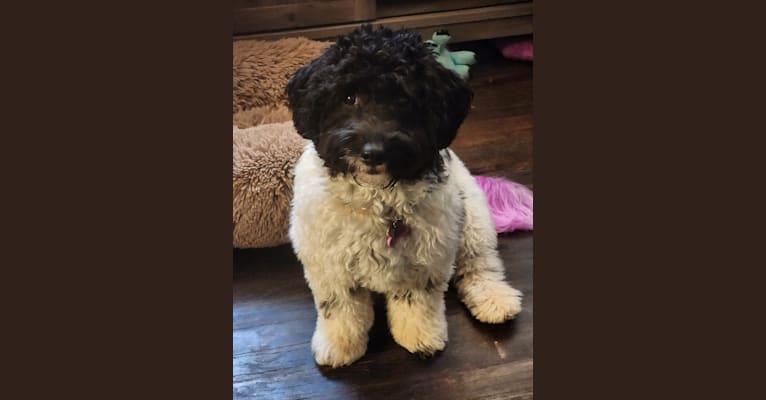 Lilo, a Poodle (Small) and Labrador Retriever mix tested with EmbarkVet.com