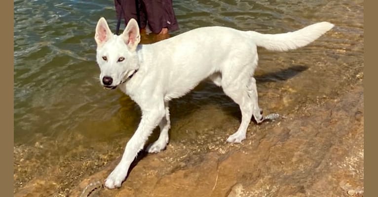 Nanuq a dog tested with EmbarkVet.com