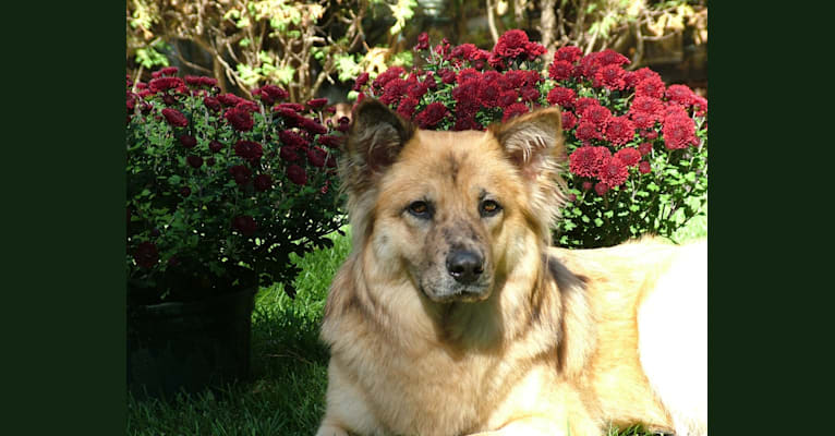 Reese, a Chow Chow and German Shepherd Dog mix tested with EmbarkVet.com