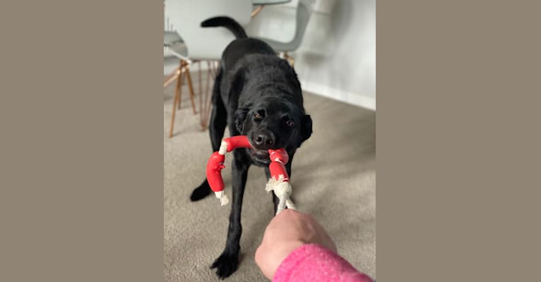 Charlie, a Poodle (Standard) and German Shepherd Dog mix tested with EmbarkVet.com