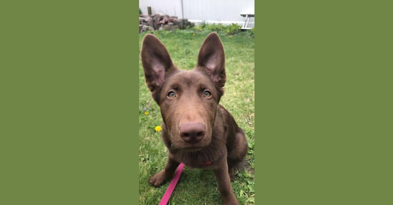 Luna, a German Shepherd Dog and Border Collie mix tested with EmbarkVet.com