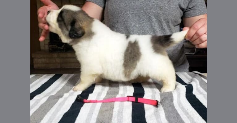 Mynney, a Pyrenean Mastiff tested with EmbarkVet.com