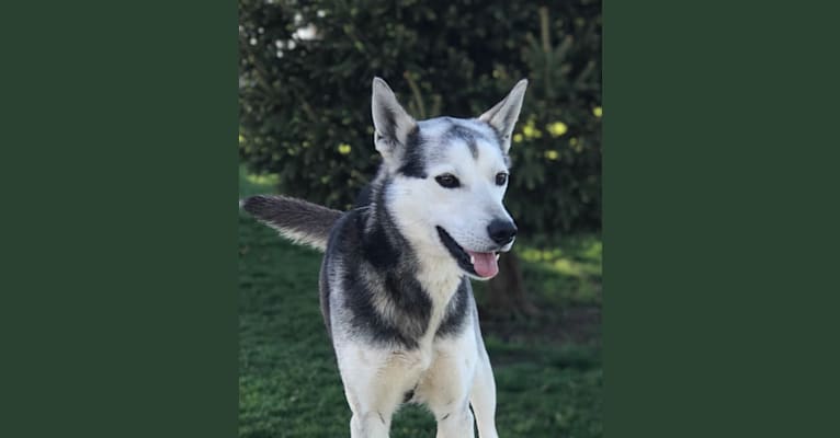 Juniper, a Siberian Husky tested with EmbarkVet.com