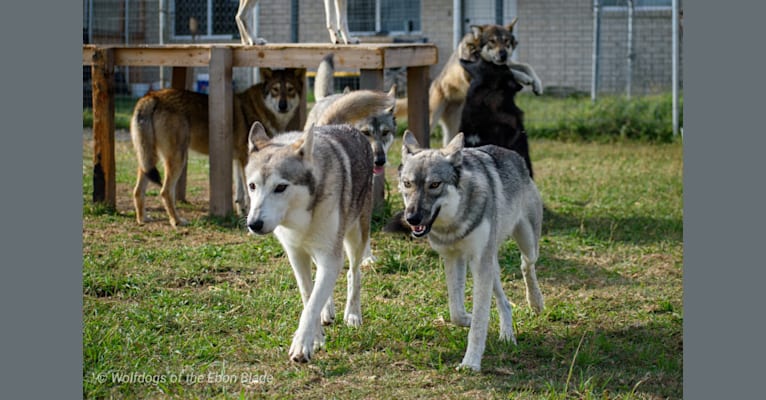 Talia, a Siberian Husky and Saarloos Wolfdog mix tested with EmbarkVet.com