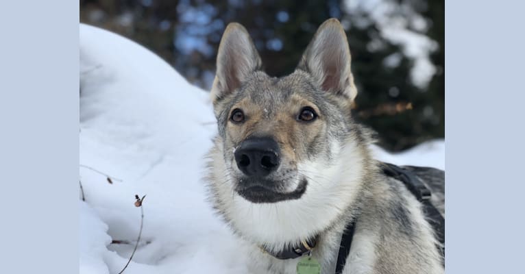 Ylvi Altheia Wolfrevir a dog tested with EmbarkVet.com