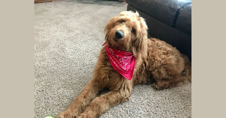 Layla, a Goldendoodle tested with EmbarkVet.com