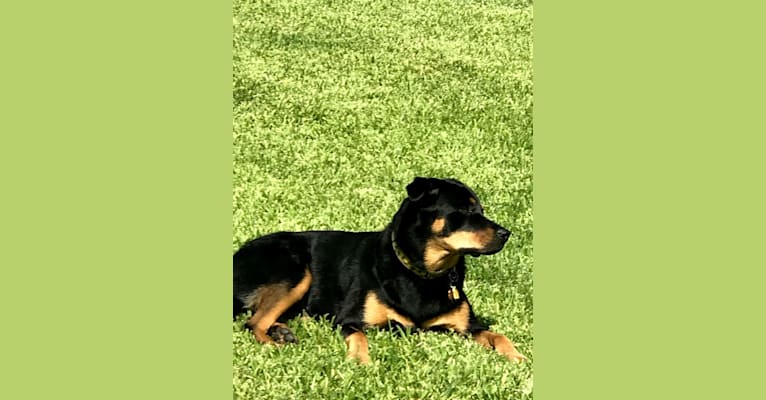 Dakota, a Rottweiler and Chow Chow mix tested with EmbarkVet.com