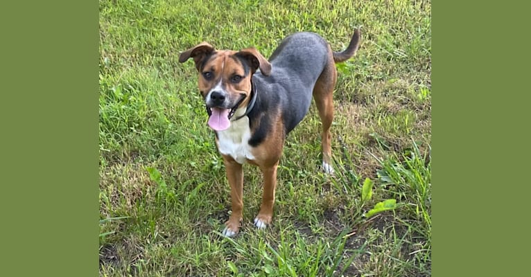 Duke, an American Pit Bull Terrier and Australian Cattle Dog mix tested with EmbarkVet.com