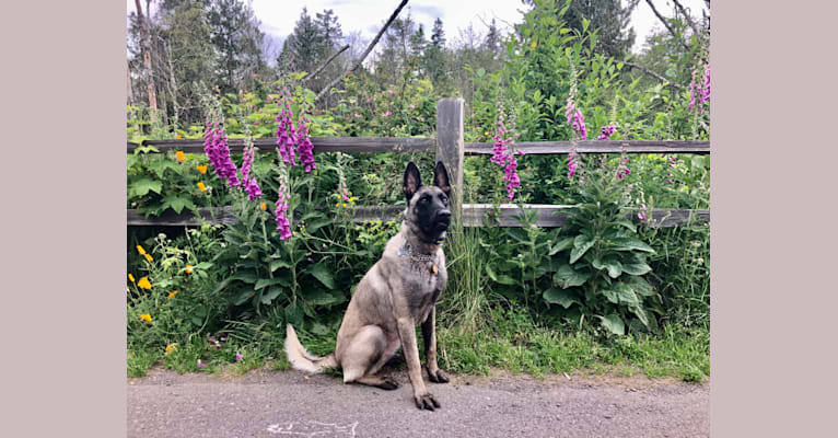 Sauce, a Belgian Shepherd tested with EmbarkVet.com