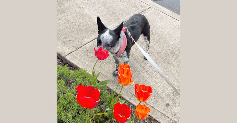 Oreo, an Australian Cattle Dog and Rat Terrier mix tested with EmbarkVet.com