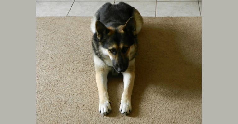Puck, a German Shepherd Dog and Siberian Husky mix tested with EmbarkVet.com