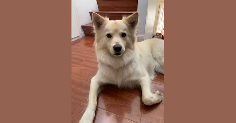 Cheddar, a Siberian Husky and Chow Chow mix tested with EmbarkVet.com