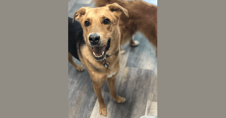 Lido, a Labrador Retriever and Coonhound mix tested with EmbarkVet.com