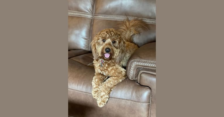 Photo of Minnie, a Goldendoodle 