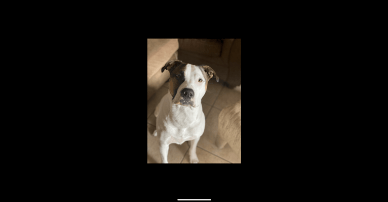 Dozer, an American Pit Bull Terrier and American Staffordshire Terrier mix tested with EmbarkVet.com