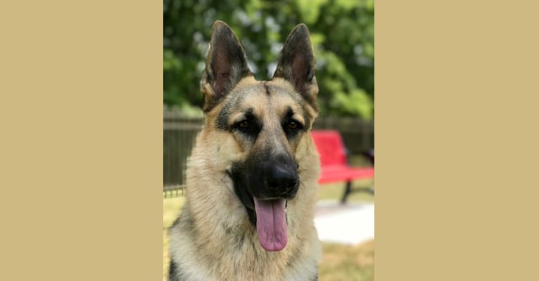 Blitz, a German Shepherd Dog tested with EmbarkVet.com